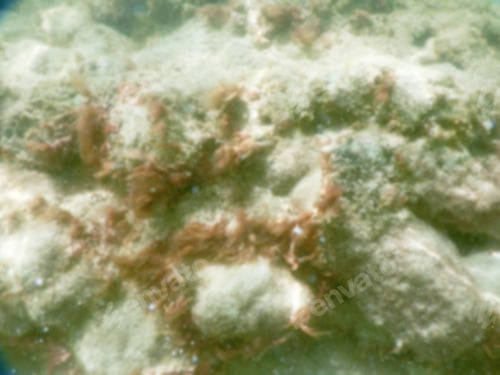 Preview: Defocused Background Of White Sandy Beach In Salento, Italy. Intentionally Blurred Post Production
