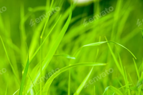 Preview: Spring Or Summer Natural Abstract Background With Grass In The Garden