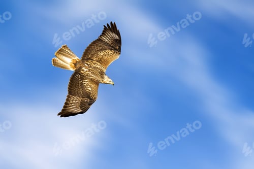 Preview: Bird Of Prey. Isolated Bird. Blue Sky Background. Long Legged Buzzard. Buteo Rufinus.