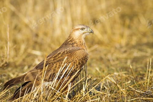 Preview: Wild Bird Buzzard And Dry Grass Long-Legged Buzzard / Buteo Rufinus