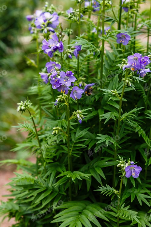 Preview: Polemonium Caeruleum, Known As Jacob'S-Ladder Or Greek Valerian, Is A Hardy Perennial Flowering