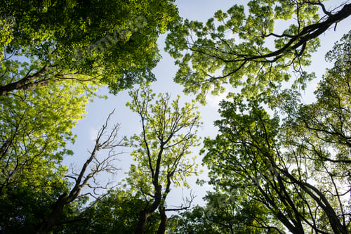 Preview: Forest Trees. Nature Green Wood Sunlight Backgrounds.