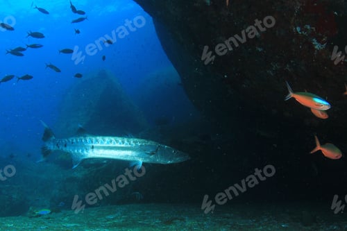 Preview: Great Barracuda Fish Underwater