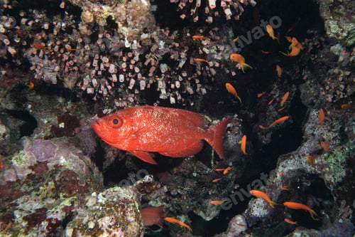 Preview: Crescent-Tail Bigeye And Coral Reef