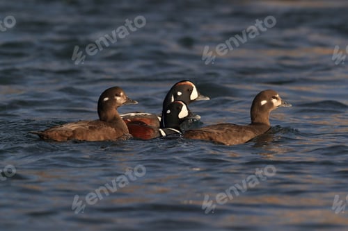 Preview: Harlequin Duck Iceland