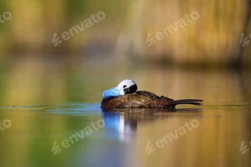 Preview: Swimming Duck. Colorful Lake Background. Bird: White Headed Duck. Oxyura Leucocephala.