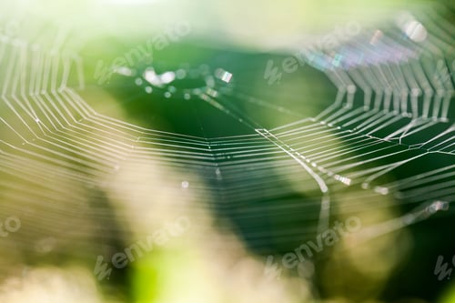 Preview: Abstract Composition With Spider Web Details And Natural Colors