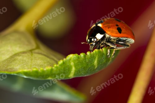 Preview: Cute Red Ladybird. Green Red Nature Background. Macro Photography.