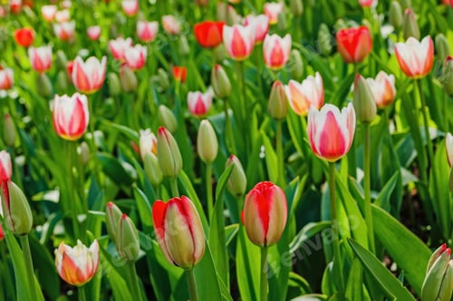 Preview: White And Red Flowers. Blooming Tulips In The Spring Garden. Tulips Early-Flowering Bulbous Plants