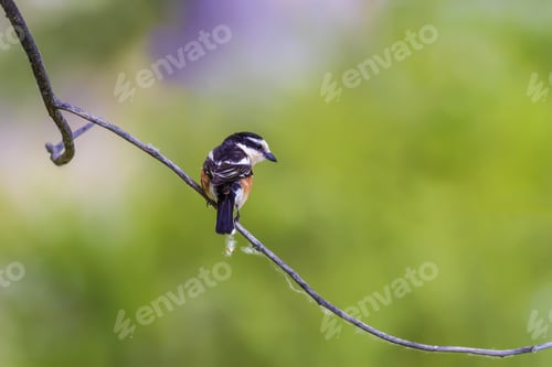 Preview: Cute Little Bird Masked Shrike. Green Nature Background. Bird: Masked Shrike. Lanius Nubicus.