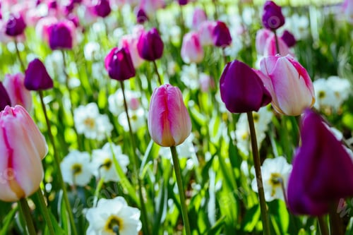 Preview: Beautiful Tulips And The Narcissus Flowers In The Spring Garden Or The Park. Ornamental Flowering