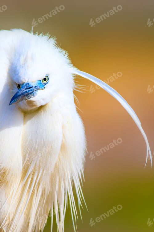 Preview: Cute White Bird. Heron. Nature Background.