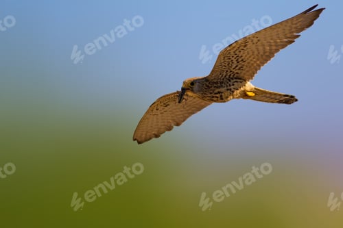 Preview: Flying Falcon. Sky Background.
