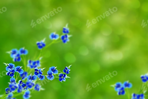 Preview: Me-Nots Wildflowers On The Background Of The Summer Landscape.