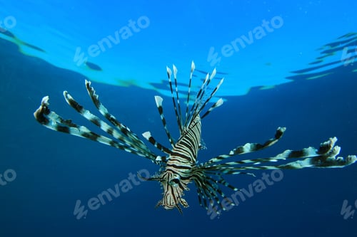 Preview: Colorful Tropical Fish: Lionfish In The Red Sea