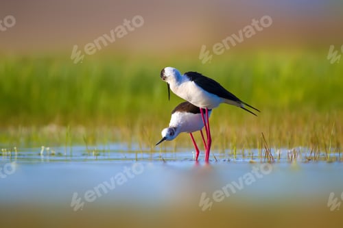 Preview: Romantic Birds. Blue Green Nature Background Black Winged Stilt