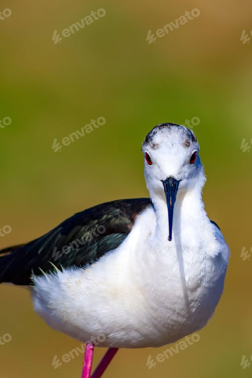 Preview: Common Water Bird Portrait. Colorful Natural Background. Bird: Black Winged Stilt. Himantopus