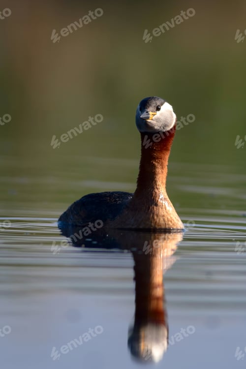 Preview: Swimming Bird. Nature Background. Bird: Red Necked Grebe. Podiceps Grisegena.