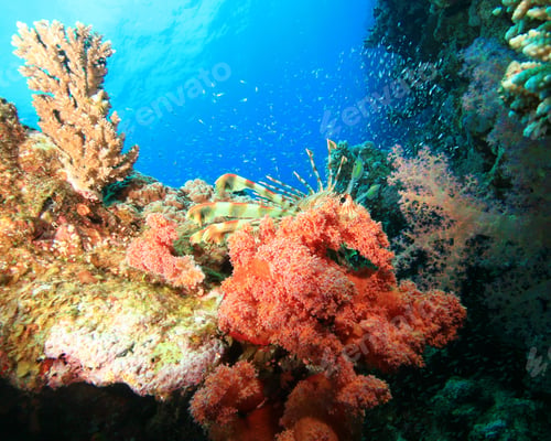Preview: Lionfish And Glassfish On A Colorful Coral Reef