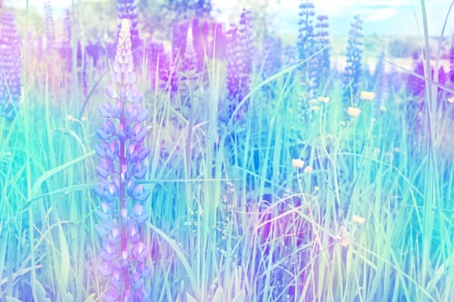 Preview: Summer Landscape With Beautiful Bright Lupine Flowers