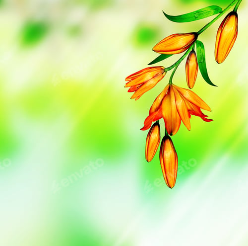 Preview: Flower Lily