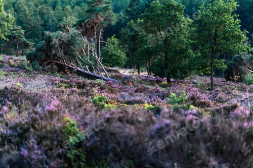 Preview: Fallen Pine Tree In Blooming Heather.