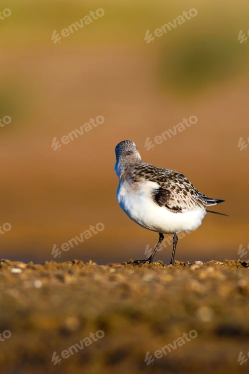 Preview: Cute Little Water Bird. Brown Nature Background. Bird: Little Stint / Calidris Minuta