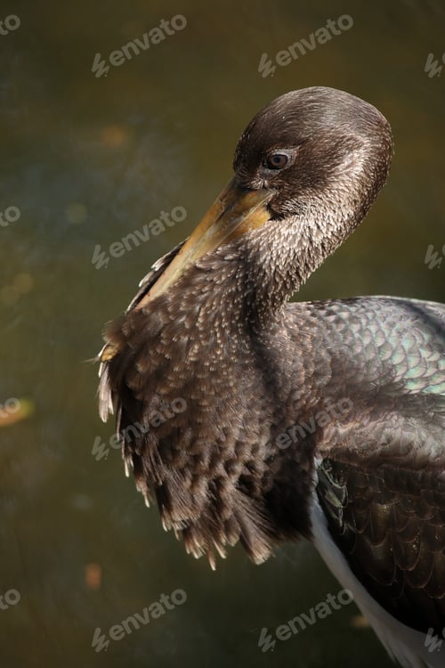 Preview: Young Black Stork (Ciconia Nigra) Saxony Germany