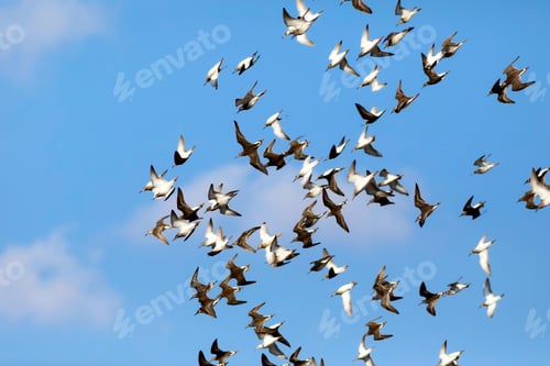 Preview: Flying Birds. Blue Sky Background. Birds: Ruff. Philomachus Pugnax.