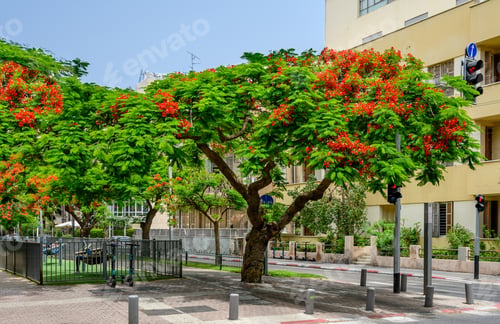 Preview: Red Flowers Trees At Boulevard Rothschild, The Most Prestige And Luxury Area In Tel Aviv.