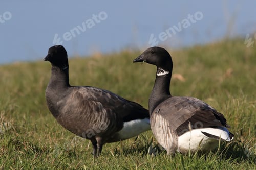 Preview: Brent Goose (Branta Bernicla) Texel Holland