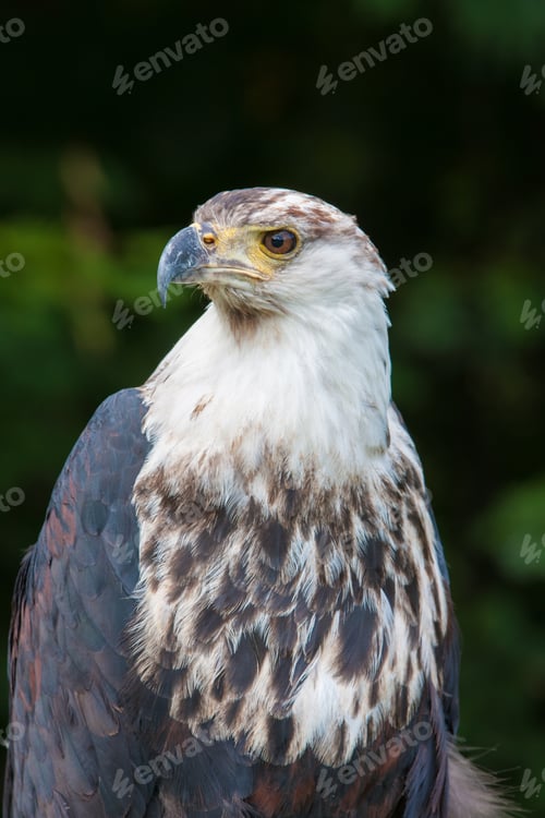 Preview: African Fish Eagle (Haliaeetus Vocifer)