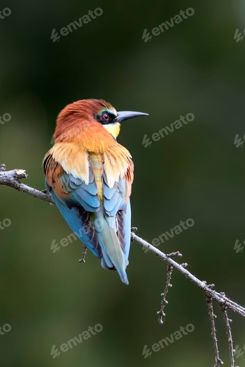 Preview: Colorful Bird. Green Nature Background. Bird: European Bee Eater. Merops Apiaster. Burdur Lake..