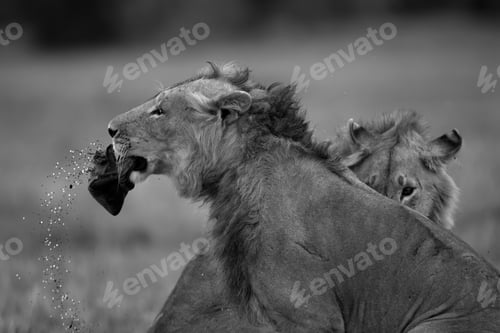 Preview: Lion Spilling The Beans From With Bean Bag