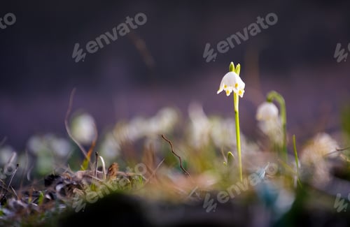 Preview: First Flowers In Springtime. Spring Snowflake Also Called Leucojum, Alone On A Blurred Background