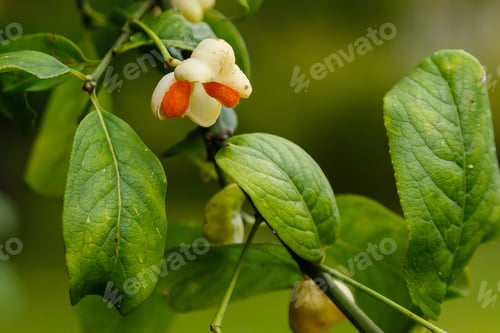 Preview: Euonymus Europaeus Albus (Spindle) - Fruits On A Branch