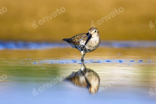 Preview: Water And Waterfowl. Common Water Bird: Curlew Sandpiper. Colorful Nature Habitat Background.