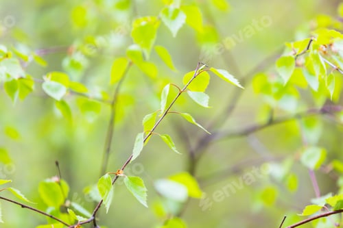 Preview: Beautiful Background Of New, Fresh Birch Leaves On Branch. Green Leaves Background.