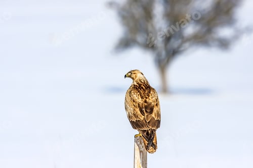 Preview: Bird Of Prey. White Snow Background
