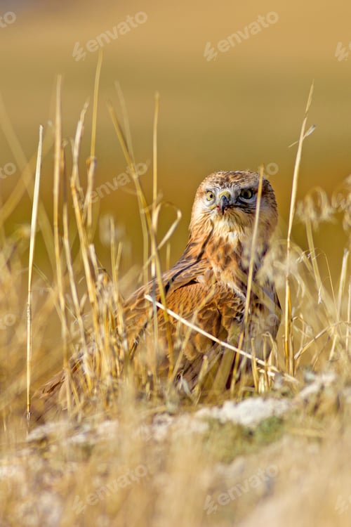 Preview: Buzzard. Natural Background.