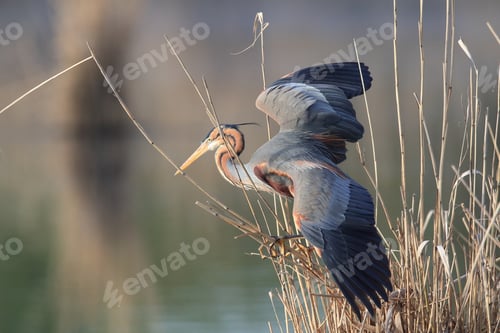 Preview: Purple Heron (Ardea Purpurea), Baden-Württemberg, Germany