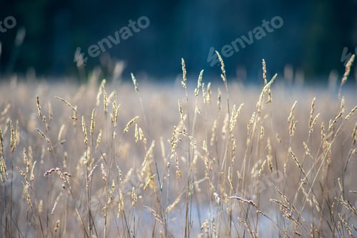 Preview: Frozen Nature Details. Tree Branches And Grass In Snow And Ice