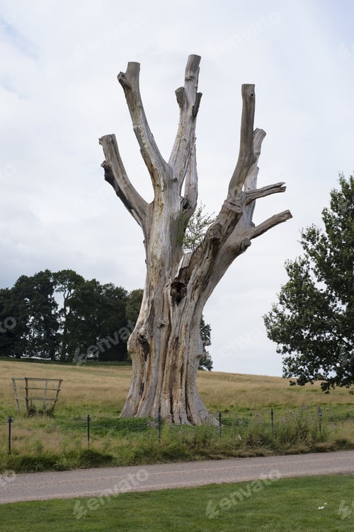 Preview: Dead Tree