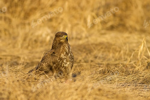 Preview: Buzzard. Dry Yellow Grass Background. Bird: Common Buzzard. Buteo Buteo.