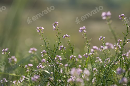 Preview: Beautiful De Focus Blur Background With Tender Flowers. Floral Art Design In Retro Style