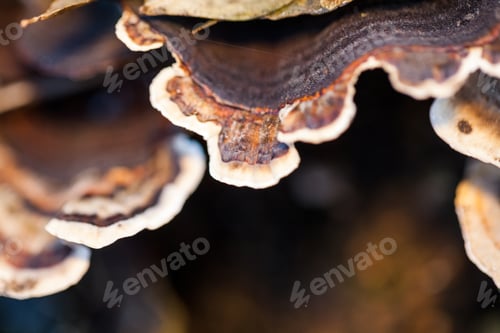 Preview: Colorful Tree Mushrooms On An Old Trunk With Natural Background - Beautiful Details