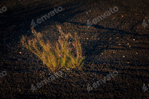 Preview: Bush With Pink Flowers On Dark Sand