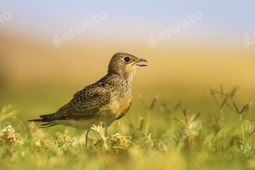 Preview: Springtime. Cute Bird Pratincole. Yellow Green Nature Background. Bird: Collared Pratincole