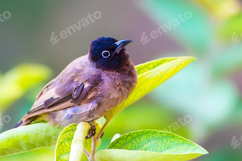 Preview: Cute Bulbul. Green Nature Background. White Spectacled Bulbul / Pycnonotus Xanthopygos