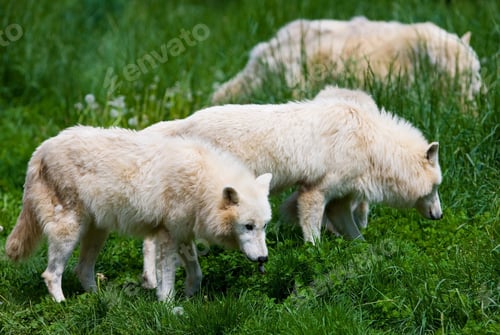 Preview: Large Adult Arctic Wolves In The Forest